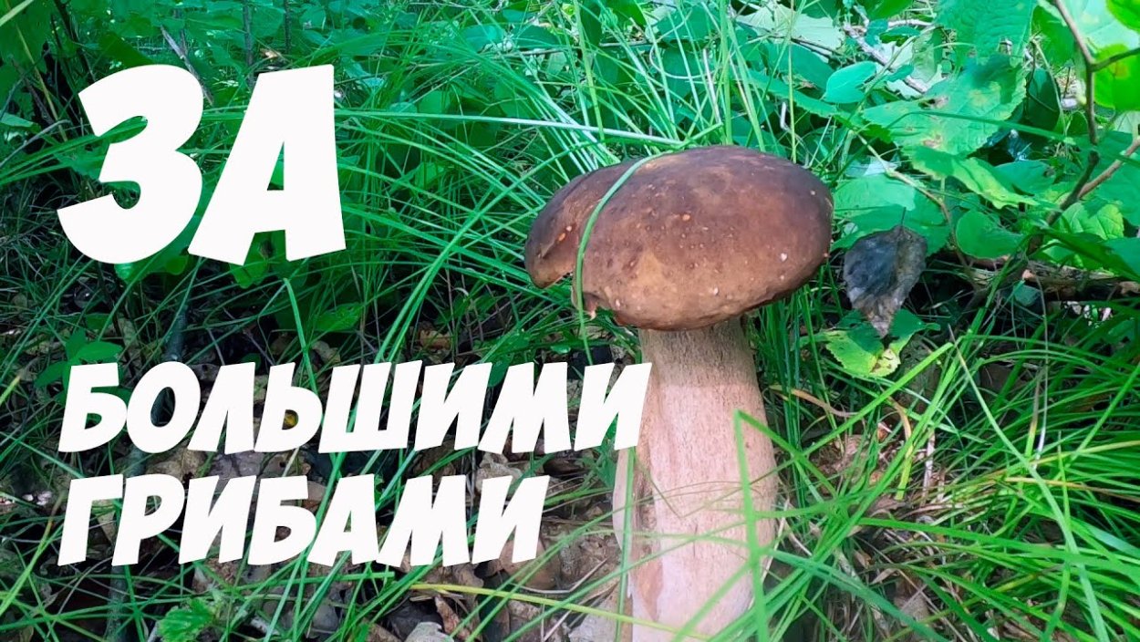 Гриб Липовик фото