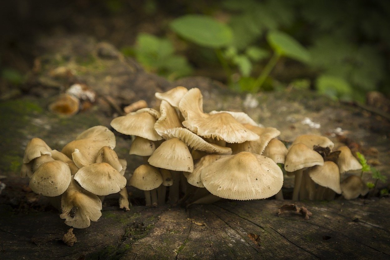 Гусиные лапки грибы фото