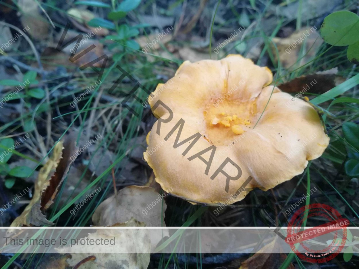 Грибы рыжики Адыгея