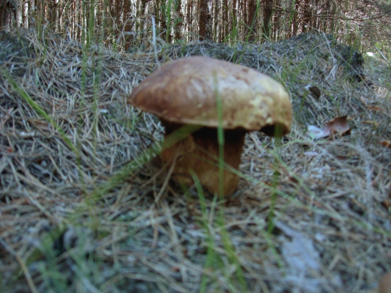 Липовики грибы в Приморском крае