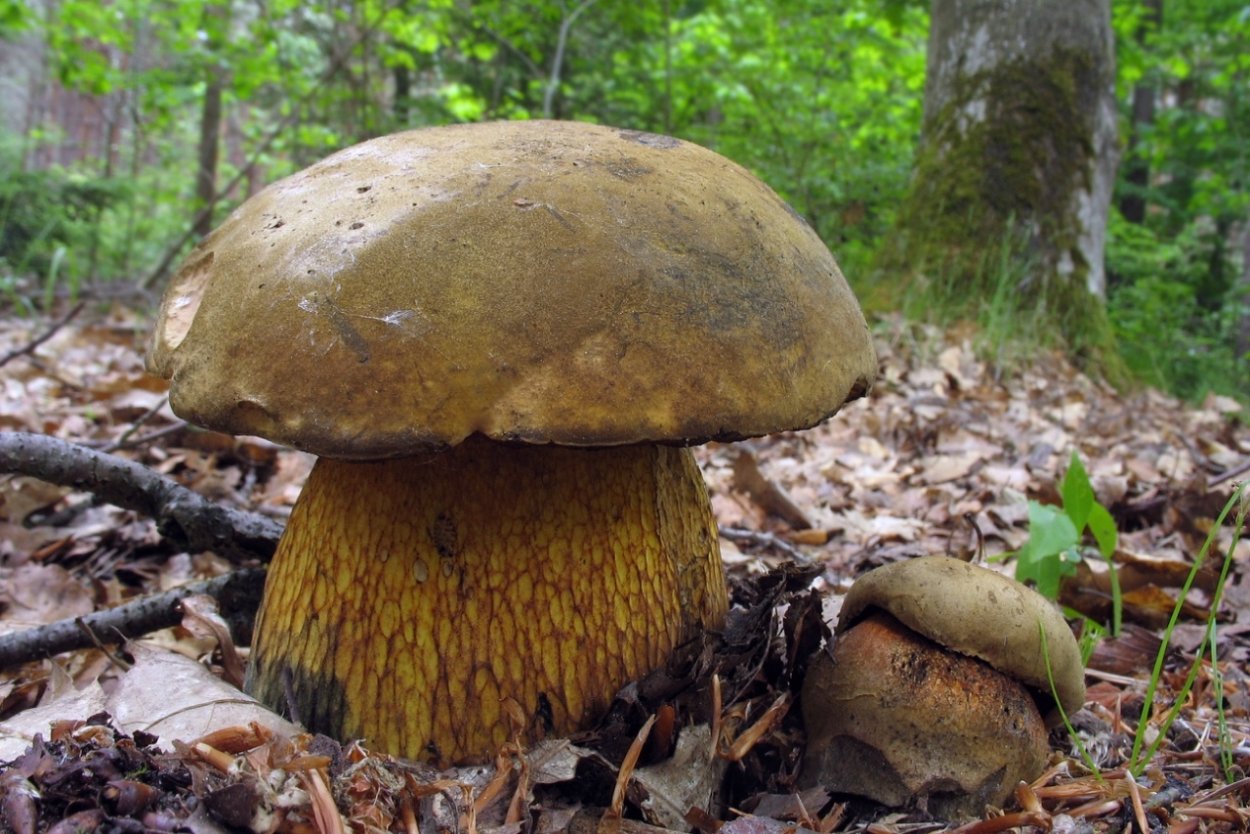 Шиитаке Lentinula edodes