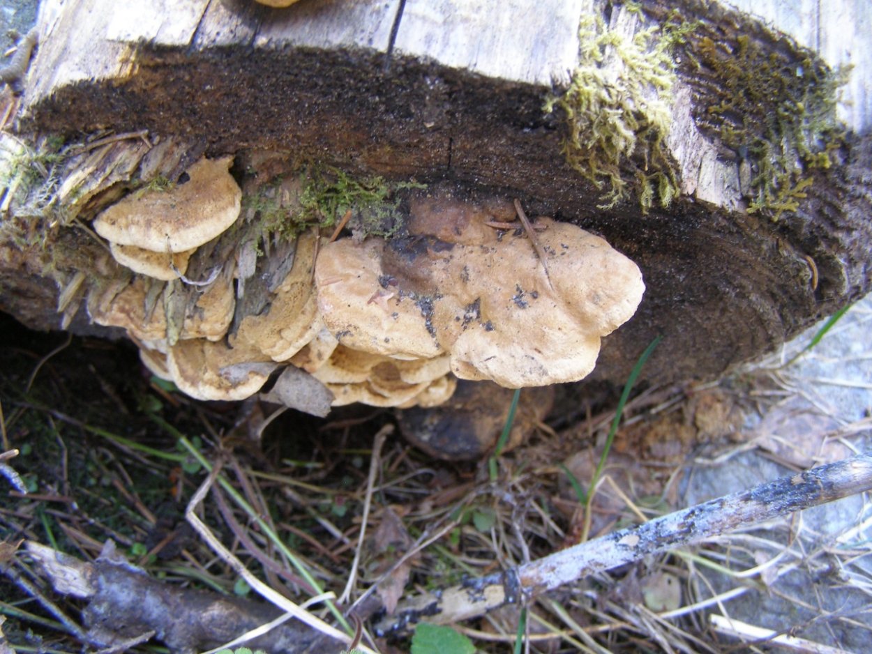 Красивые съедобные грибы