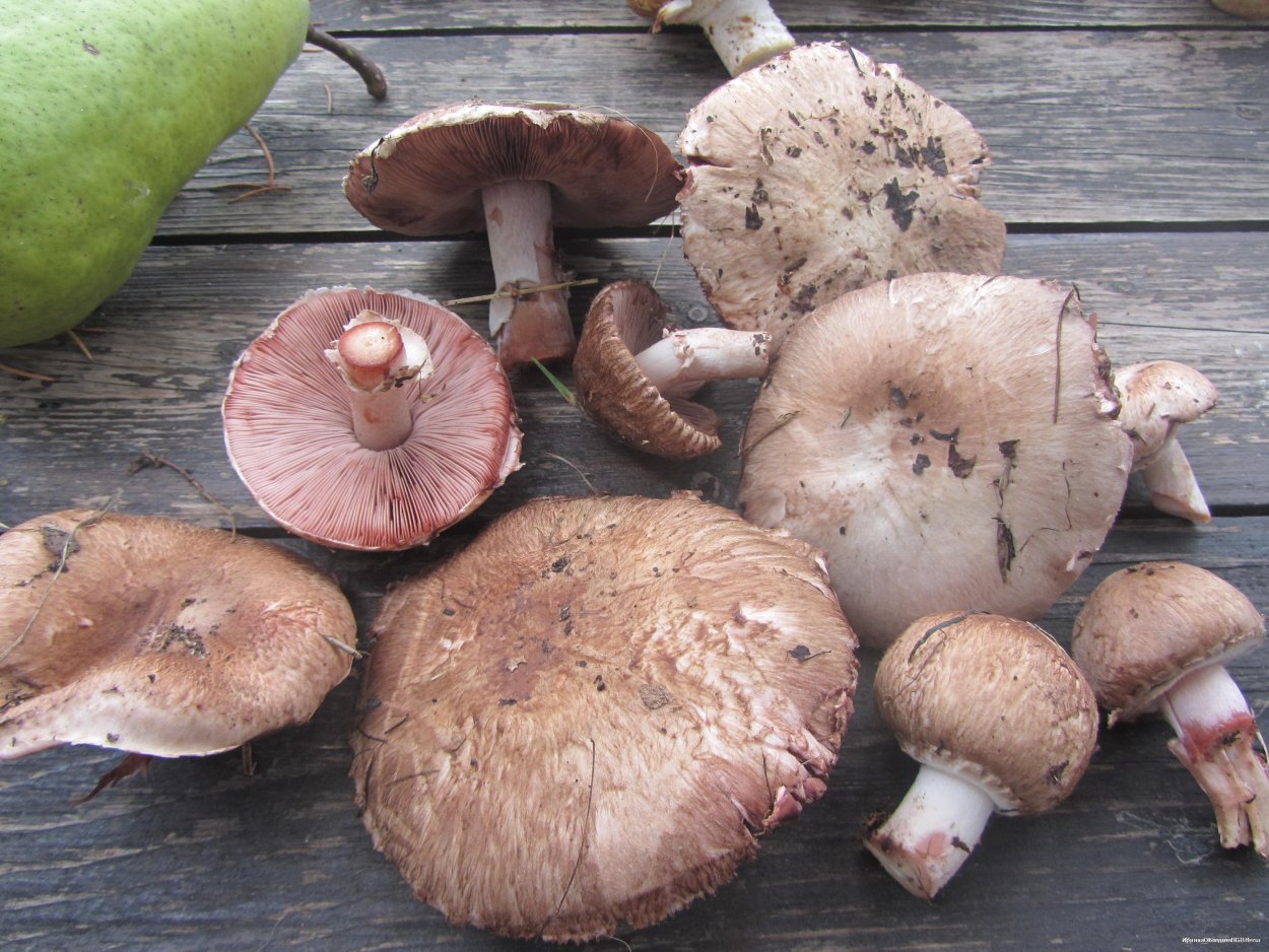 Дубовик оливково-бурый