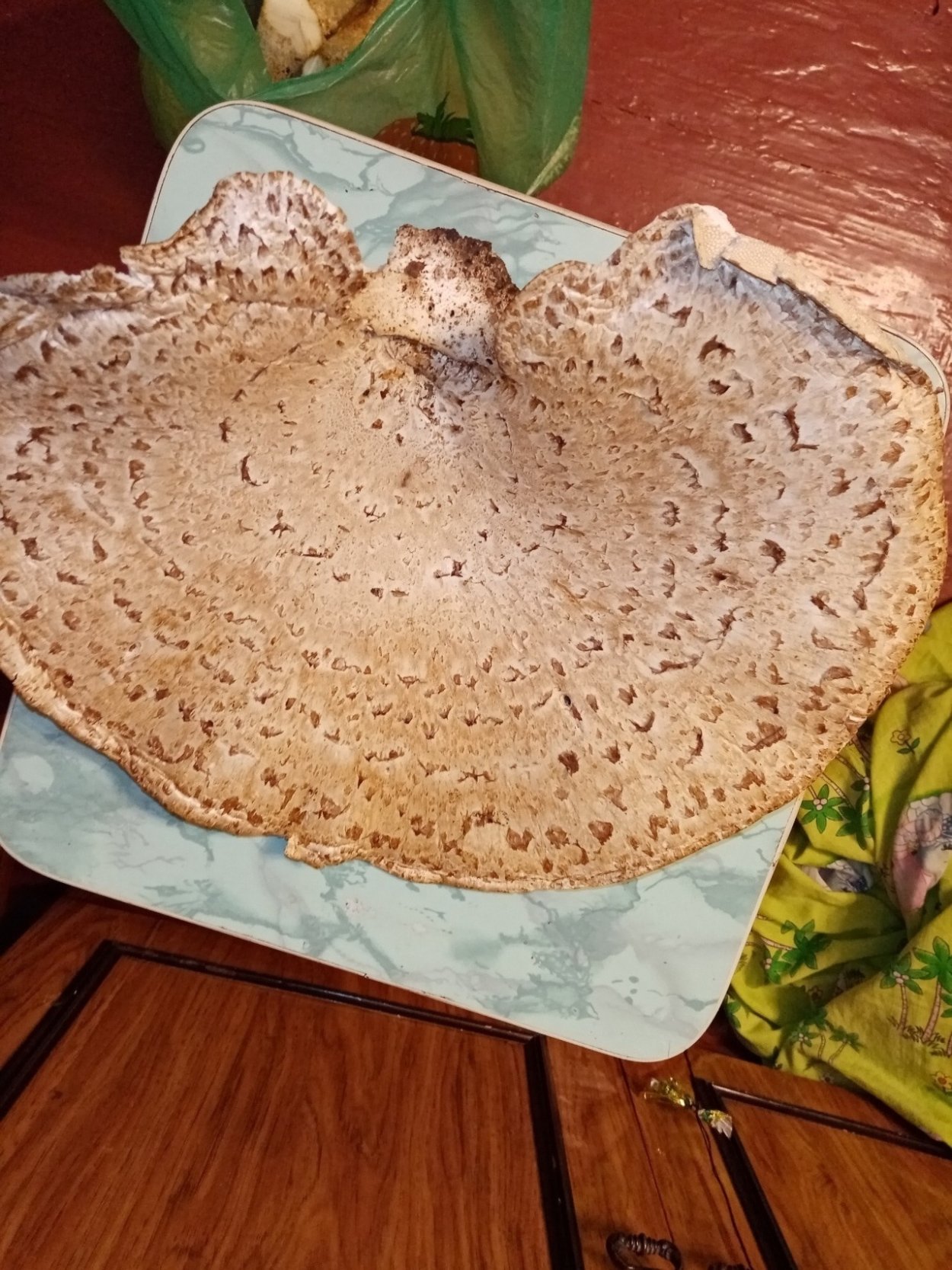 Гриб Липовик Приморский край