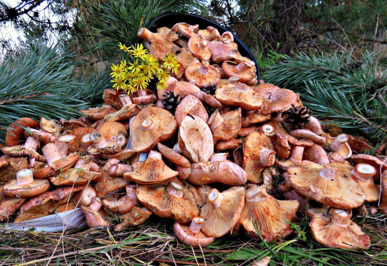 Опята бескольцевые