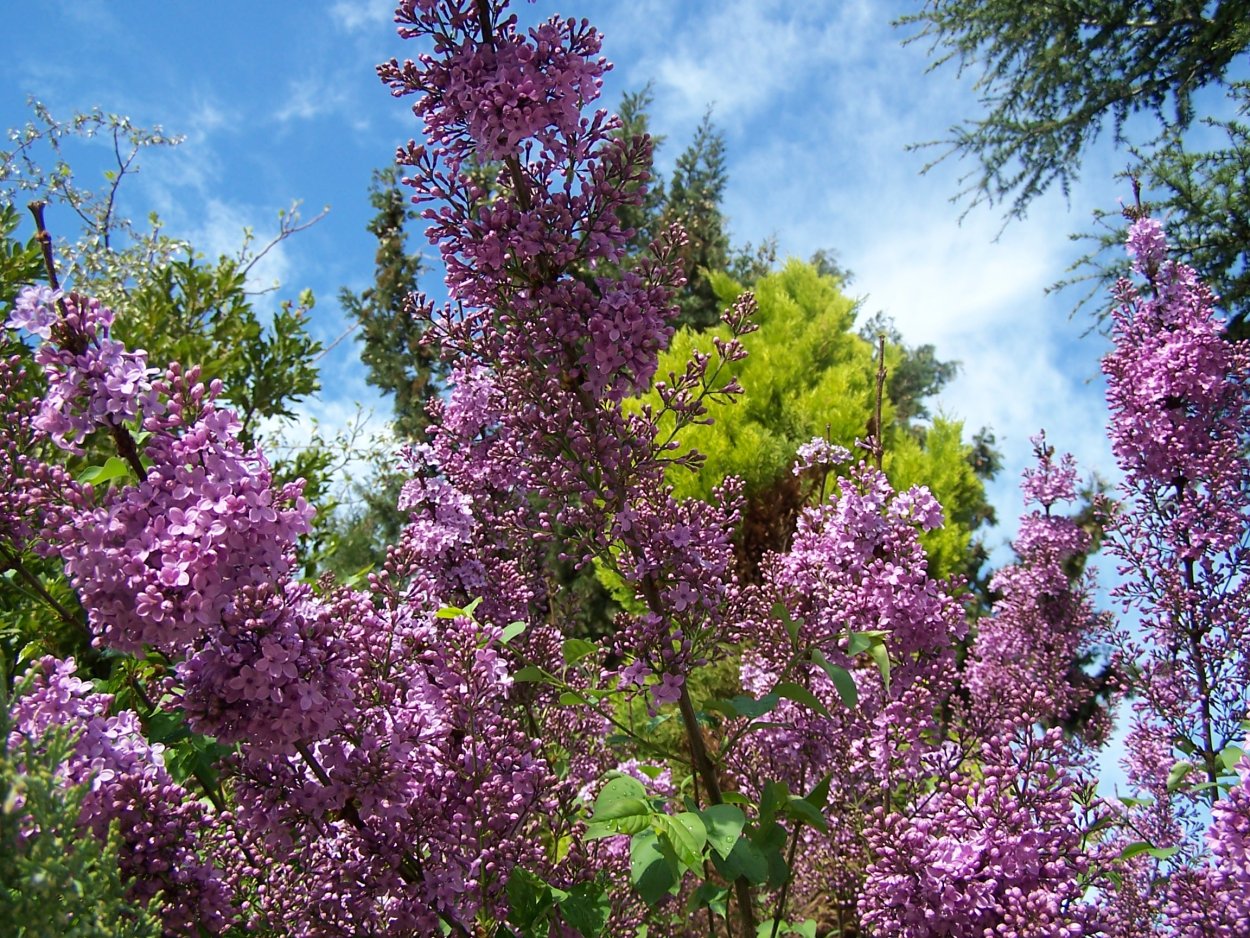 Сирень де Соссюр