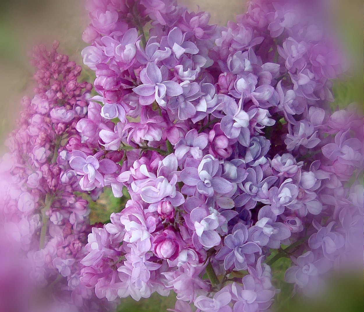 Композиция с сиренью