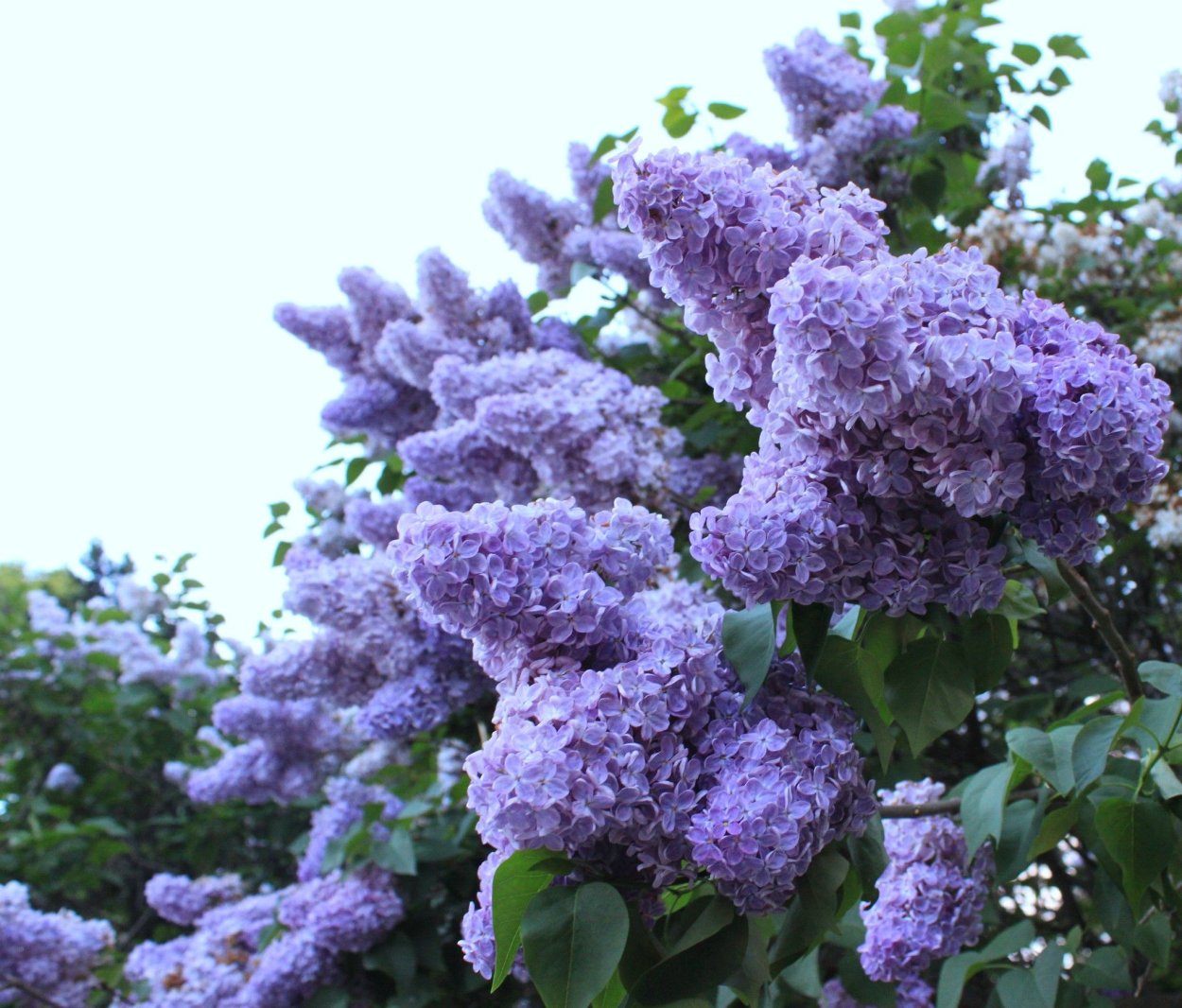 Сирени вы сирени Тарковский