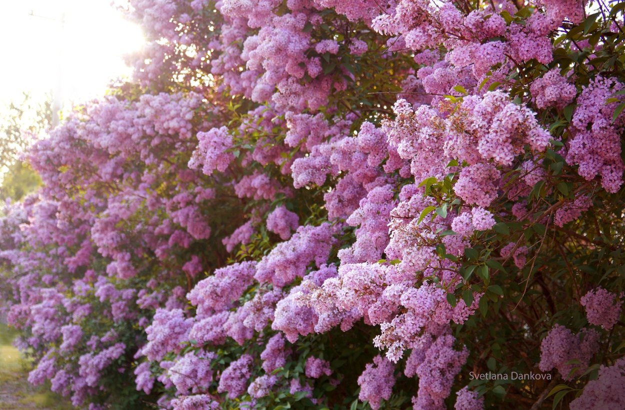 Сирень Эстетика