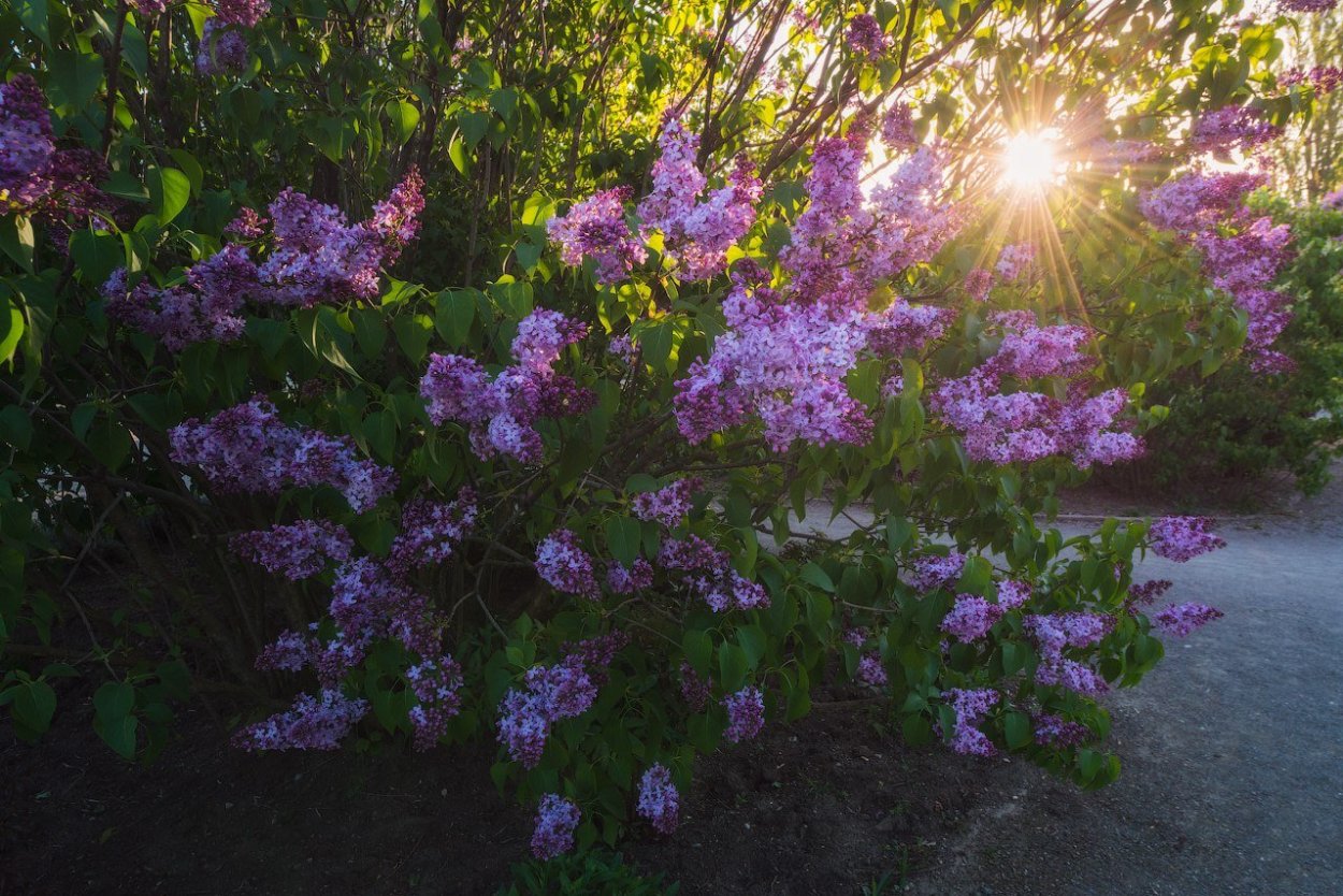 Сирень Гавриил Державин