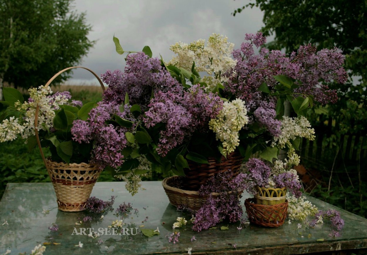 Ирина Приходько Фотонатюрморты