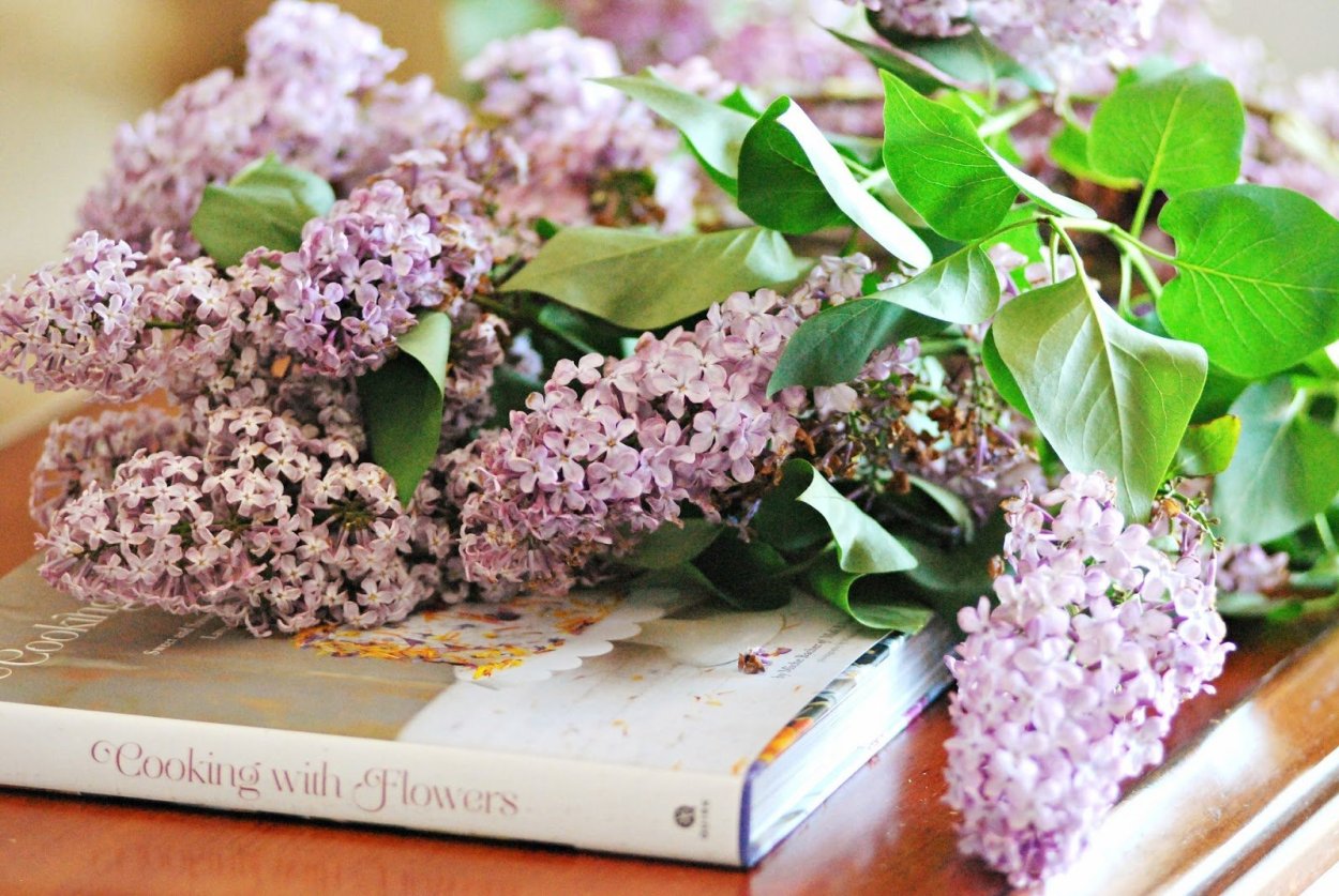 Наталья Мочалова сирень