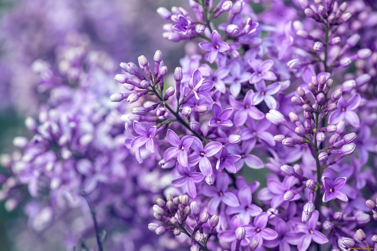 Левитан букет сирени