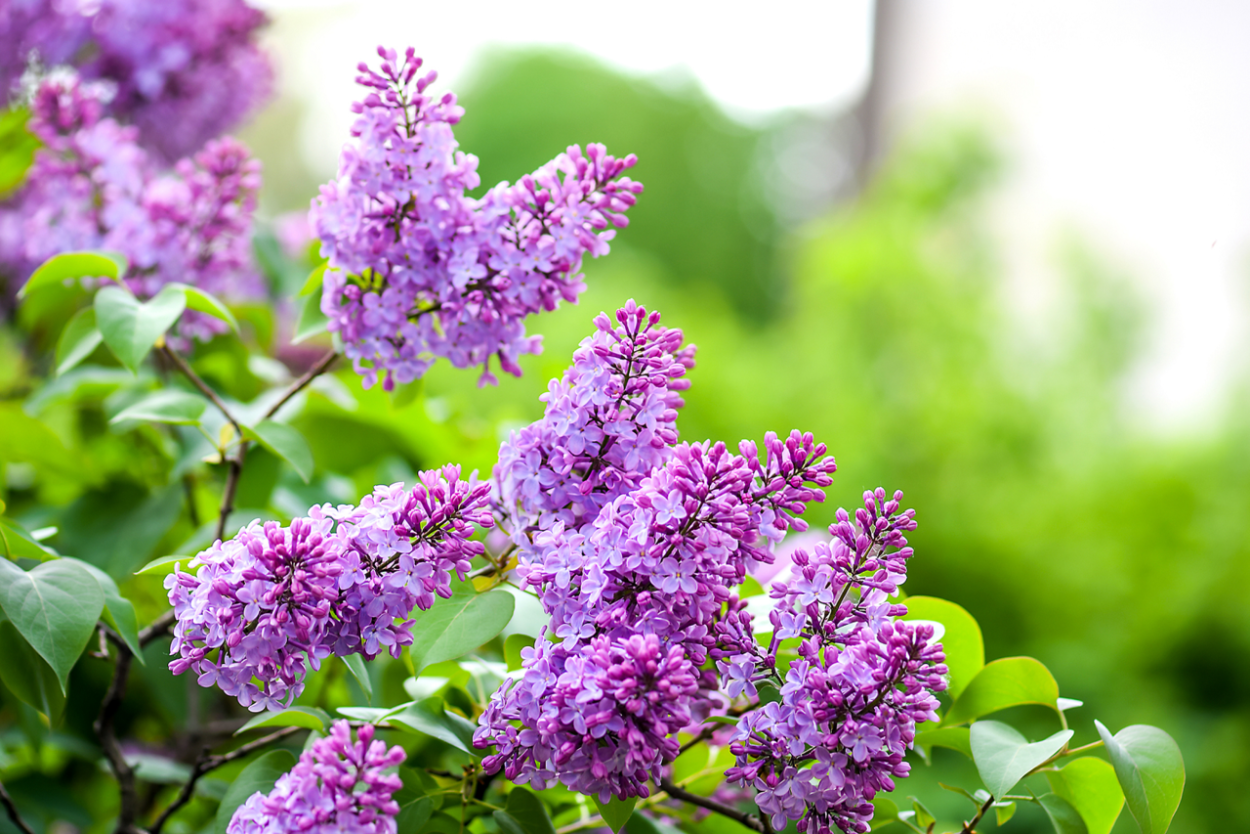 Весна сирень