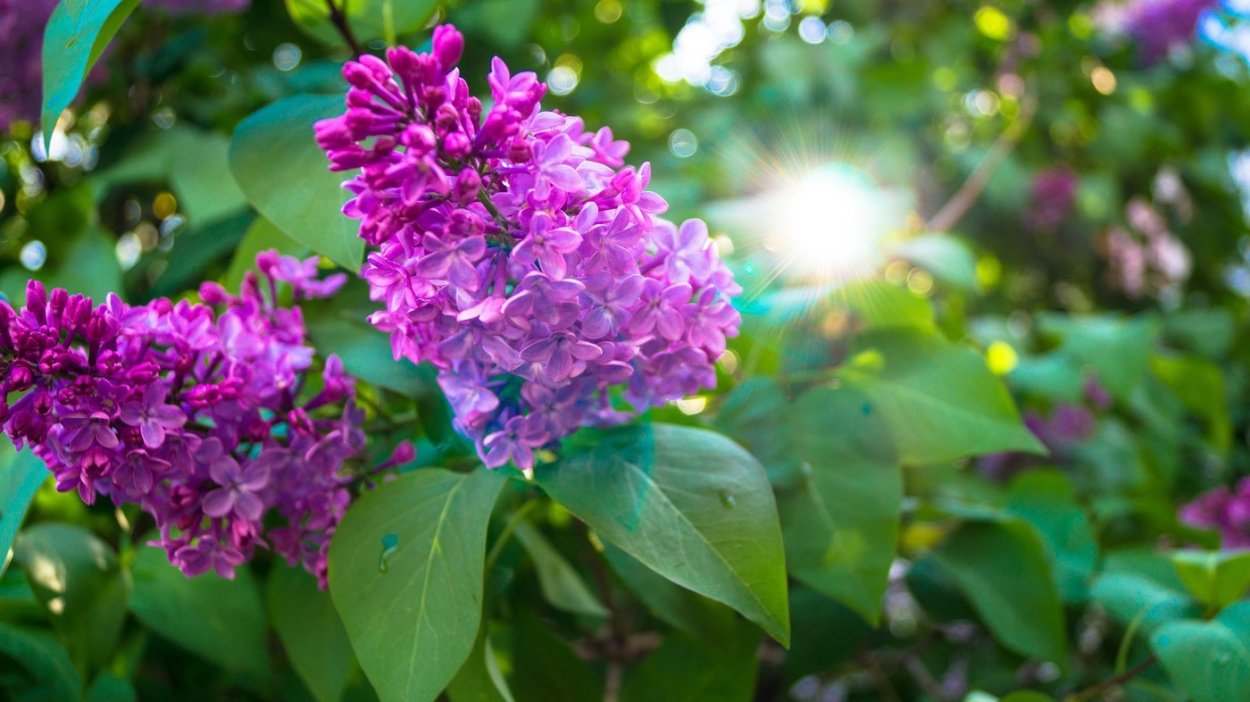 Сирень Белисент