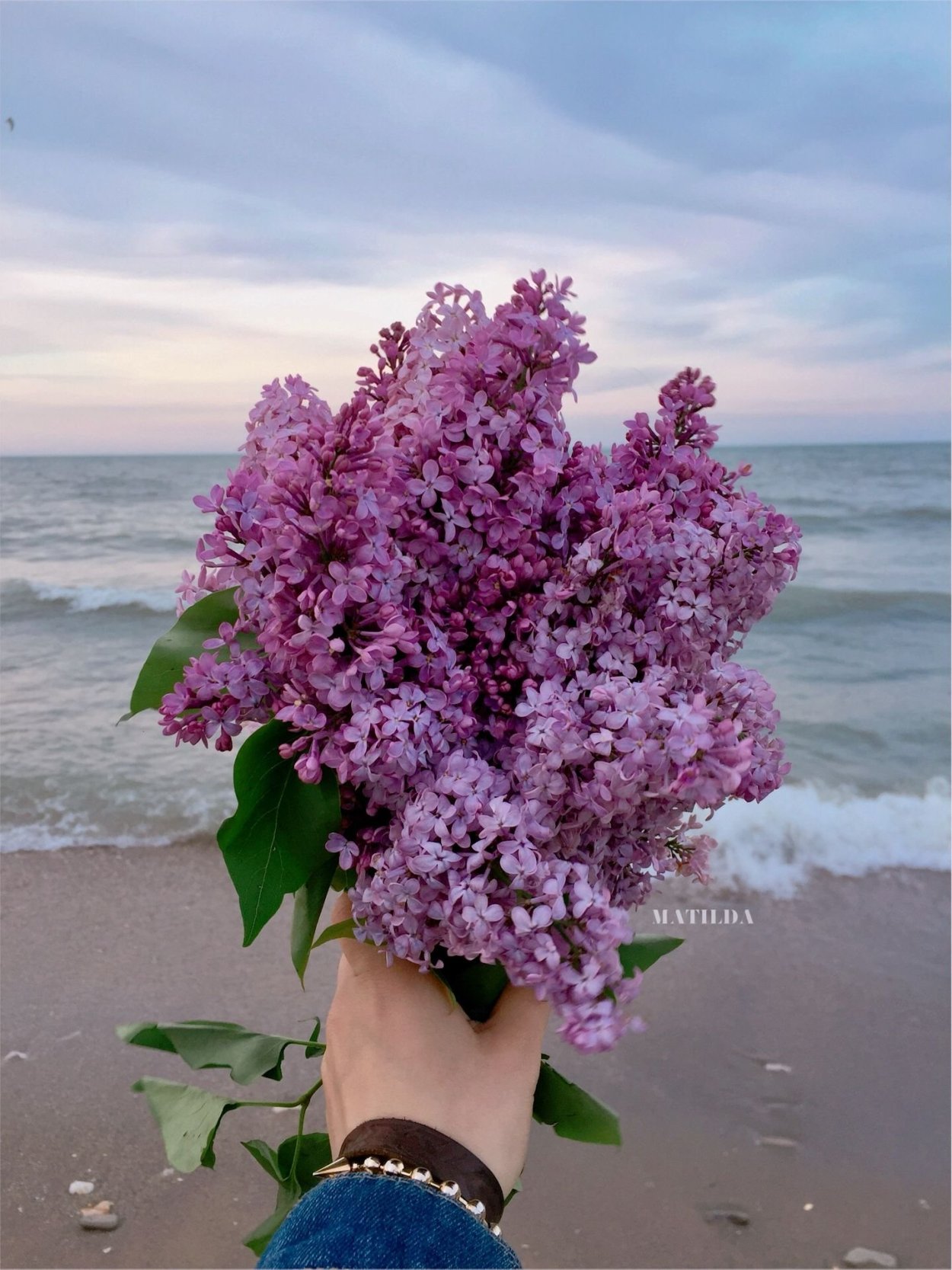 Лиловая сирень