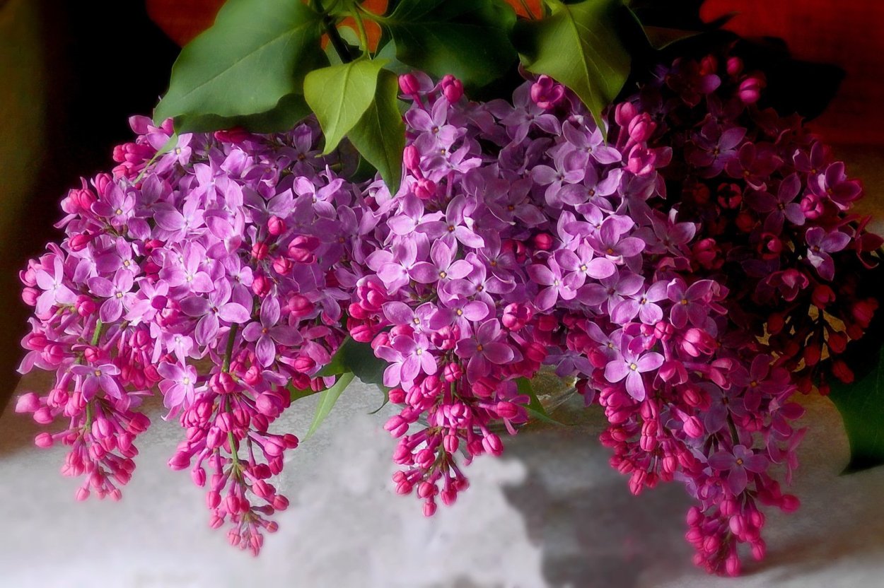 Цветущая сирень