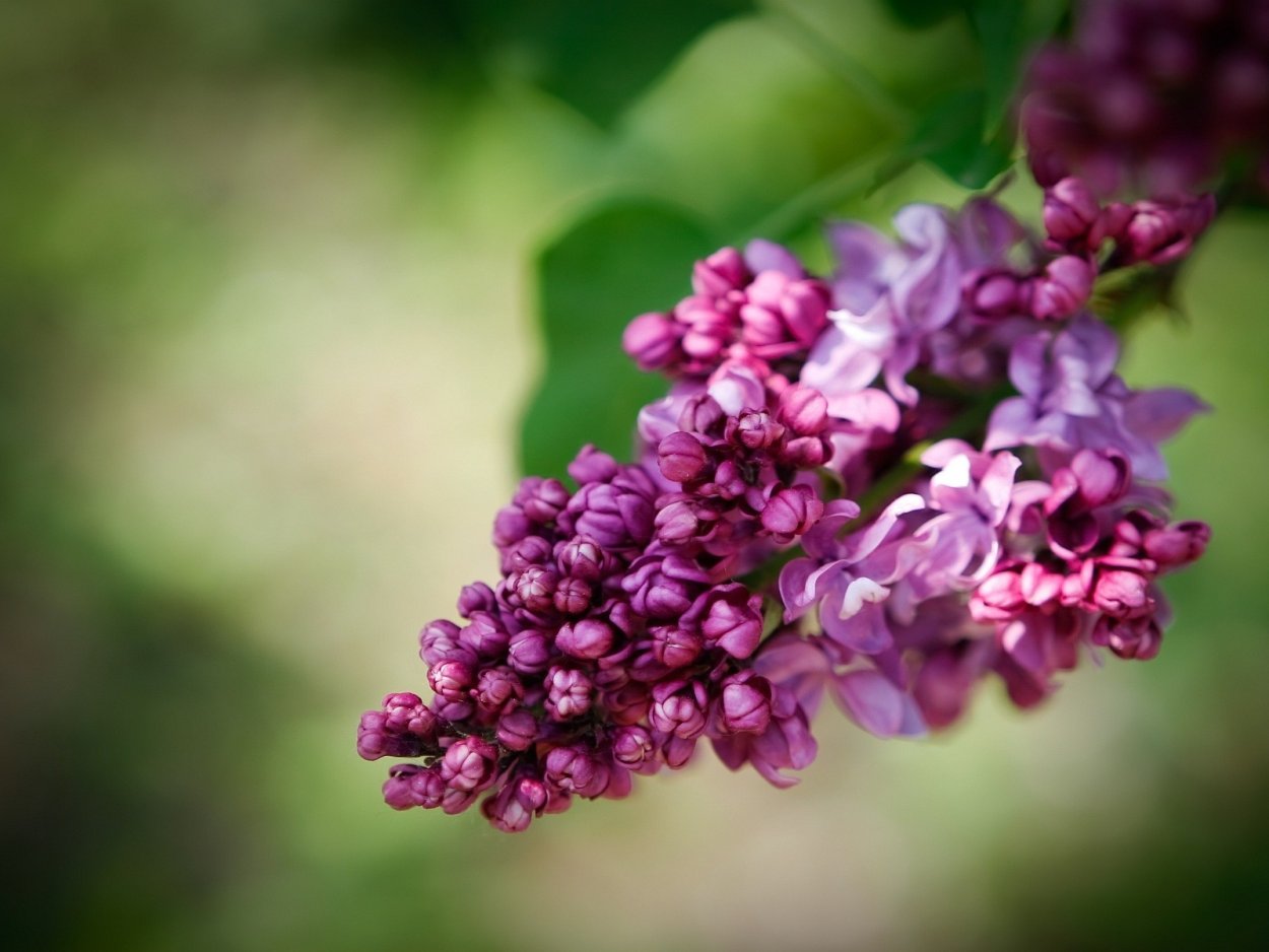 Художник Бузин сирень сирень