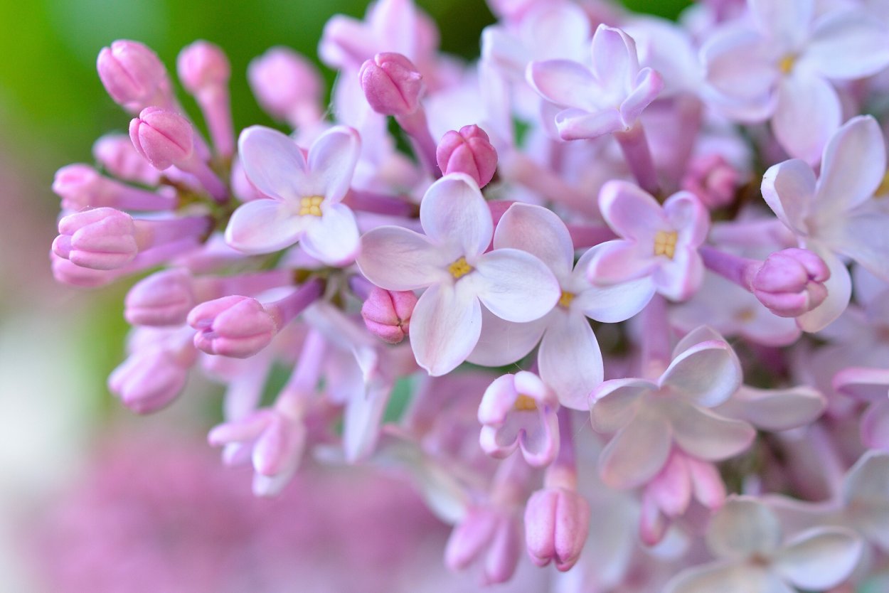 Букет сирени с сердечками