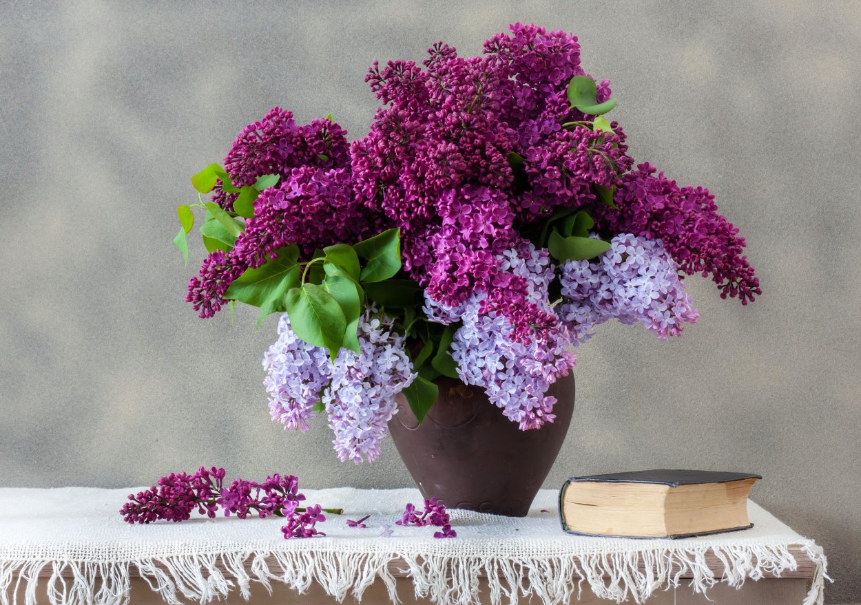 Сирень Розоцветные