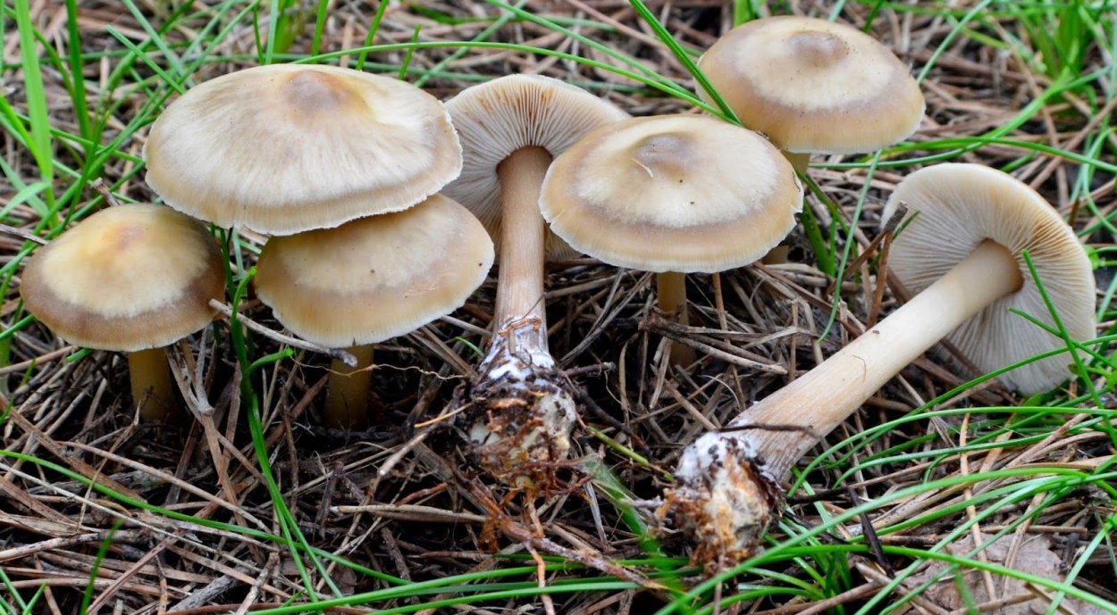 Коллибия лесолюбивая опёнок весенний