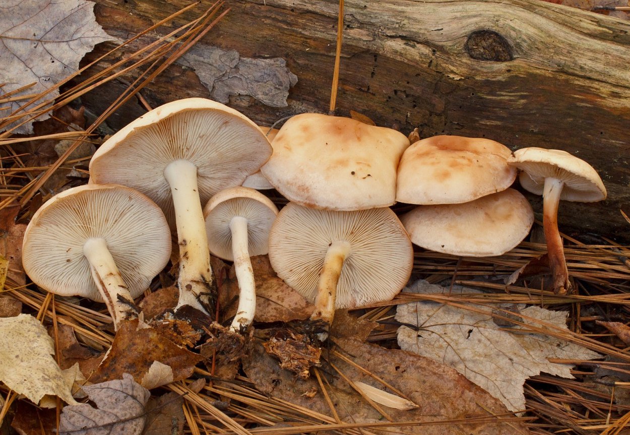 Грибы в лесопарке