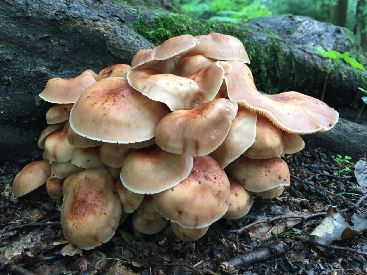 Rhodocollybia prolixa