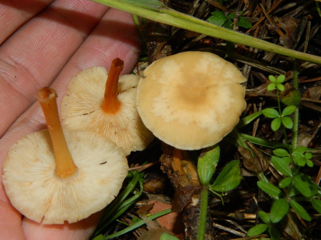 Опёнок весенний Коллибия