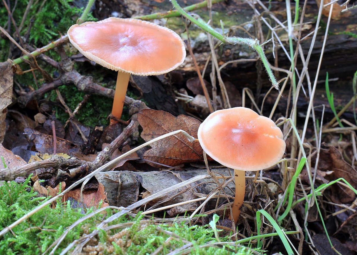 Коллибия дуболюбивая опенок весенний