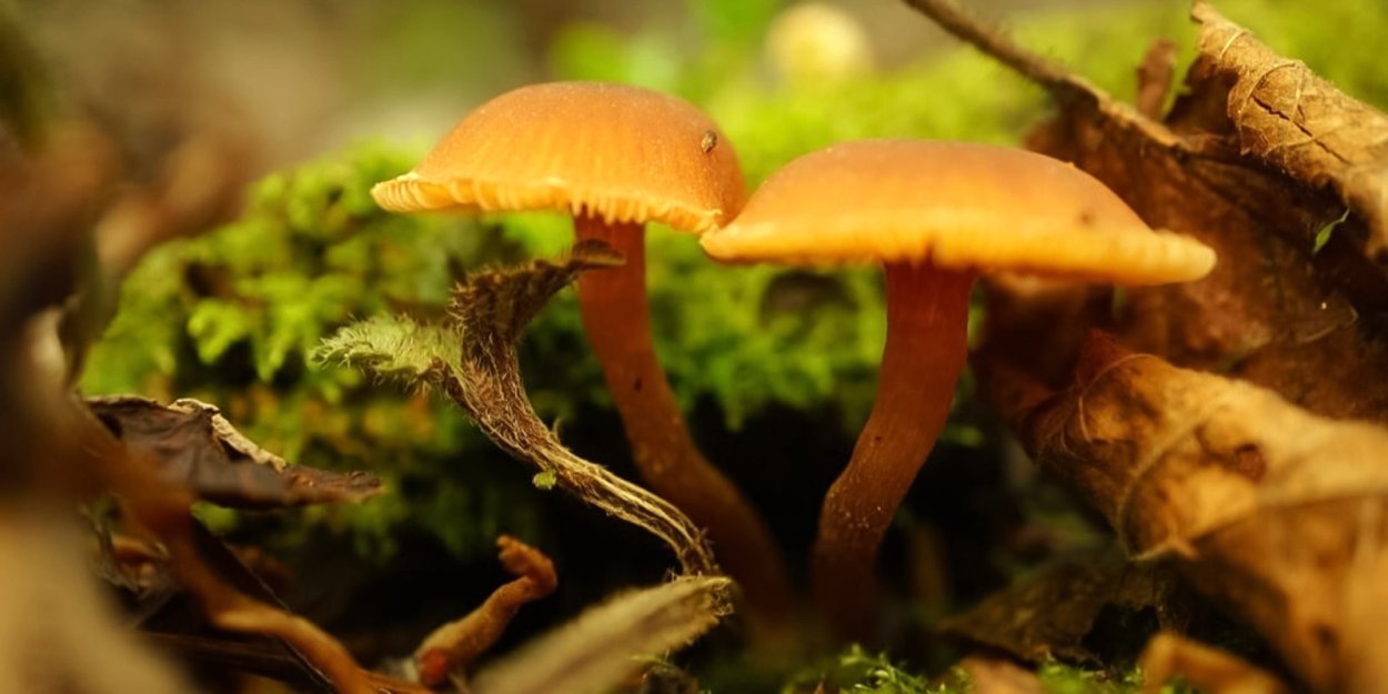 Грибы опенок поганка белый