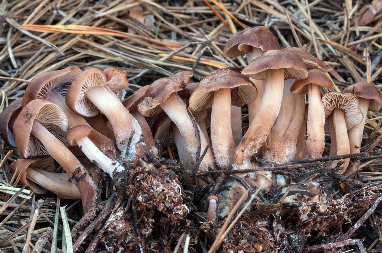 Collybia cookei Коллибия Кука