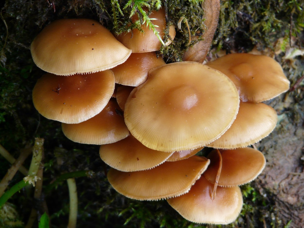 Коллибия Каштановая Collybia butyracea