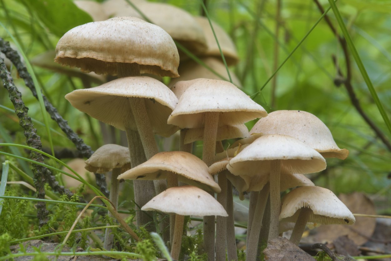 Гриб Иванчик