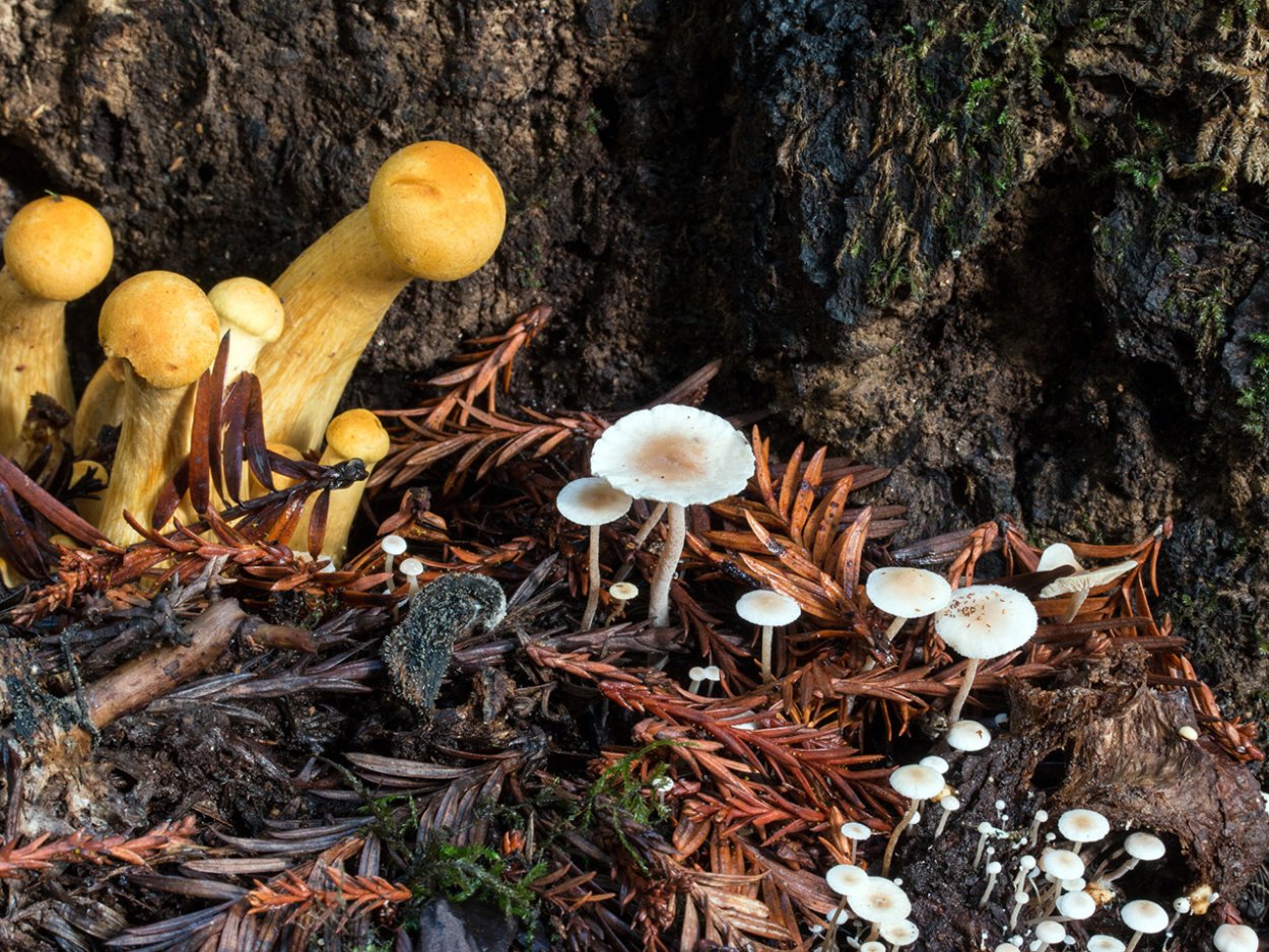 Laccaria macrocystidiata