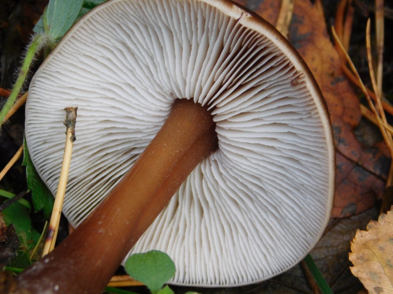 Коллибия желтопластинчатая