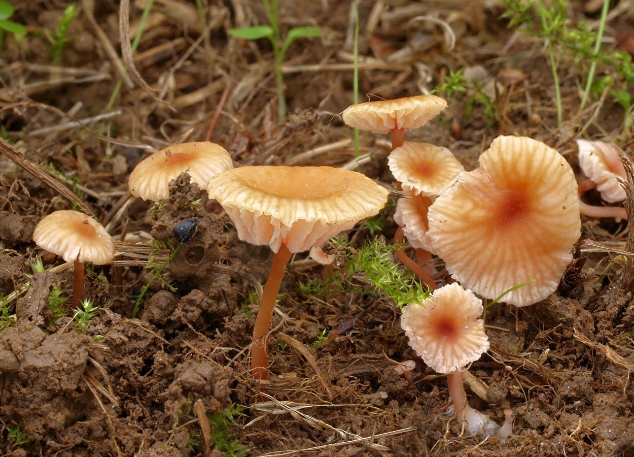 Коллибия веретеноногая Gymnopus fusipes
