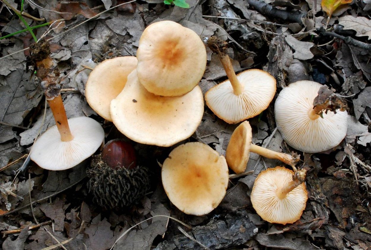 Коллибия лесолюбивая опёнок весенний