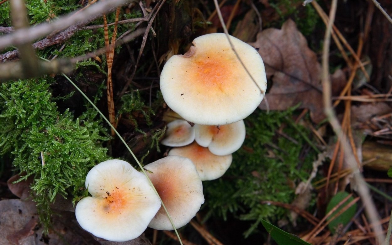 Фламмулина, Коллибия