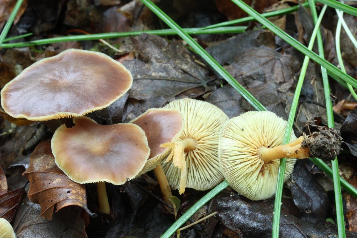 Коллибия веретеноногая Collybia fusipes