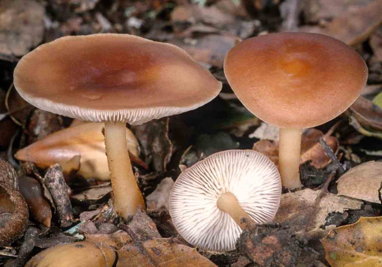 Gymnopus dryophilus