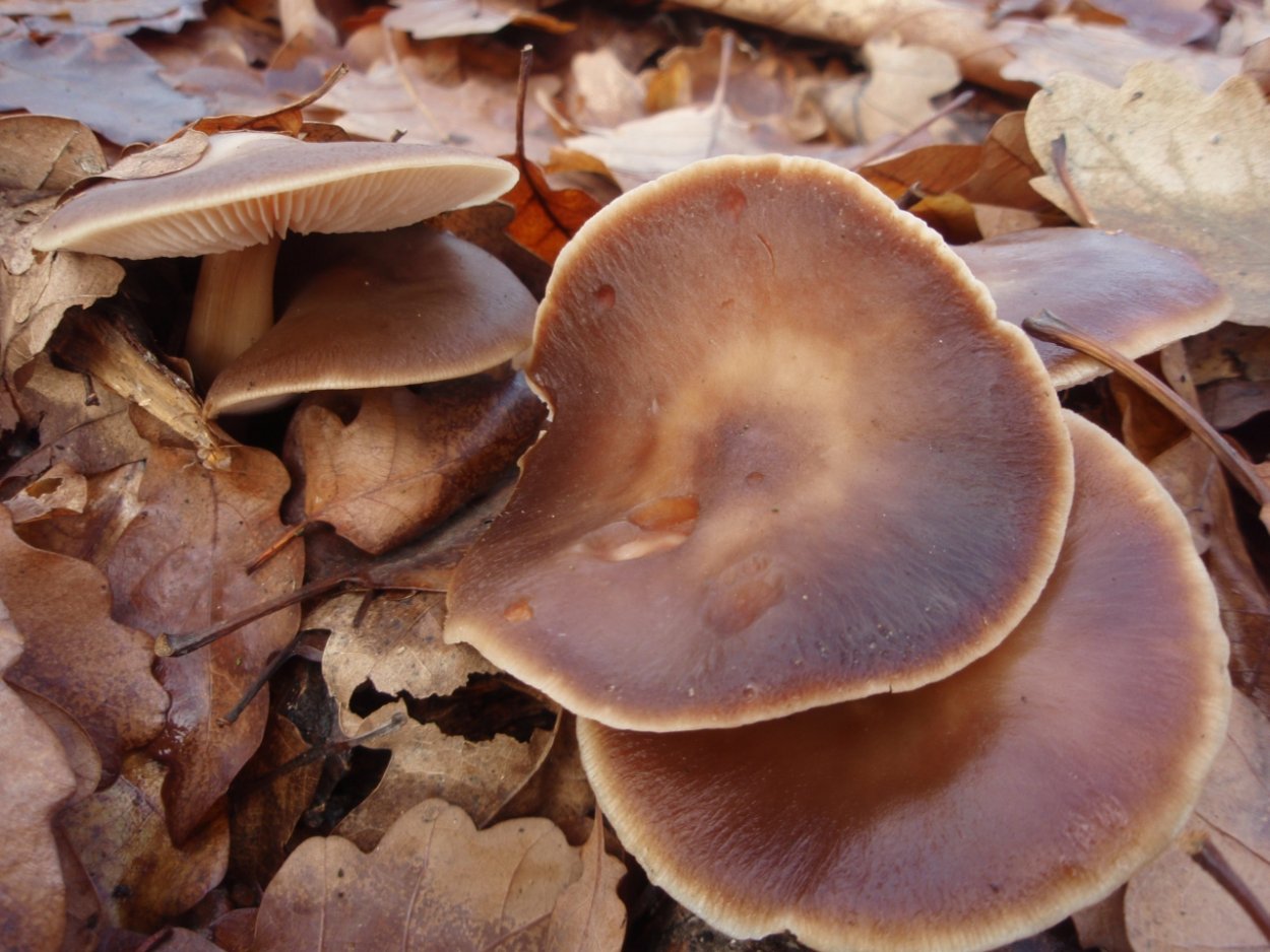 Коллибия Каштановая Collybia butyracea