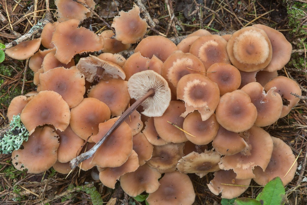 Коллибия скученная