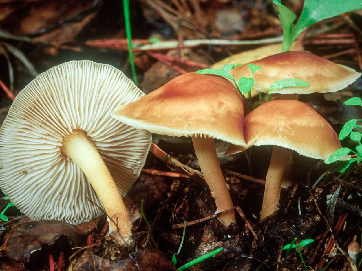 Collybia hariolorum