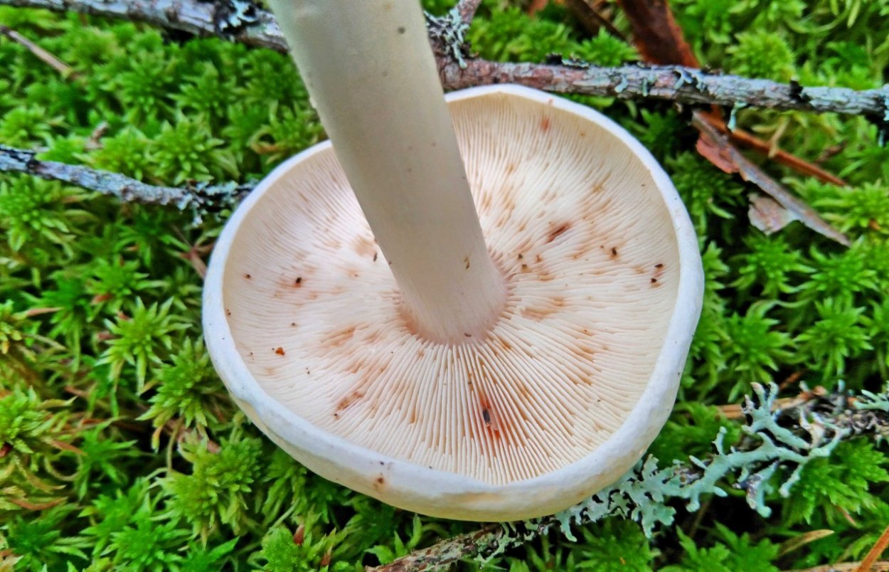 Коллибия скученная