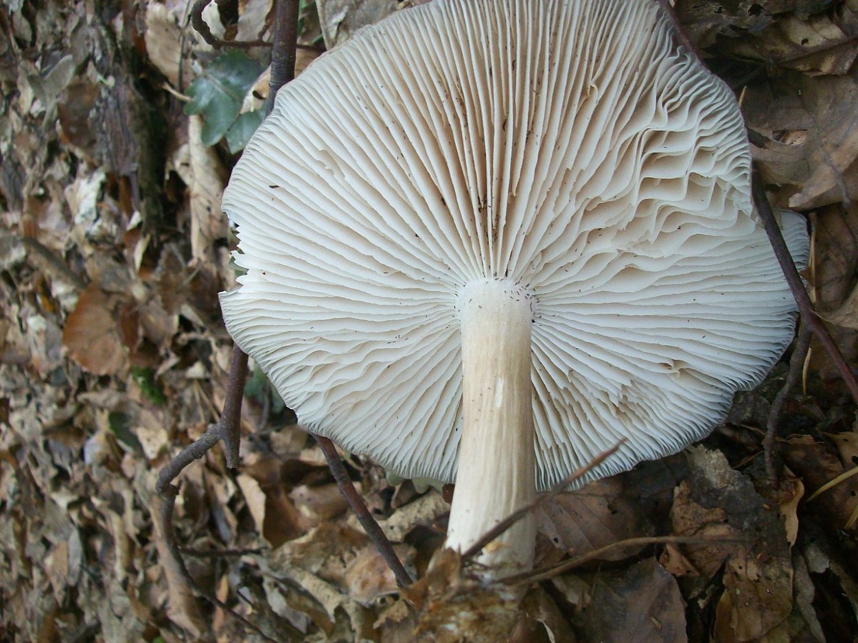 Гриб ивняк ивняк фото