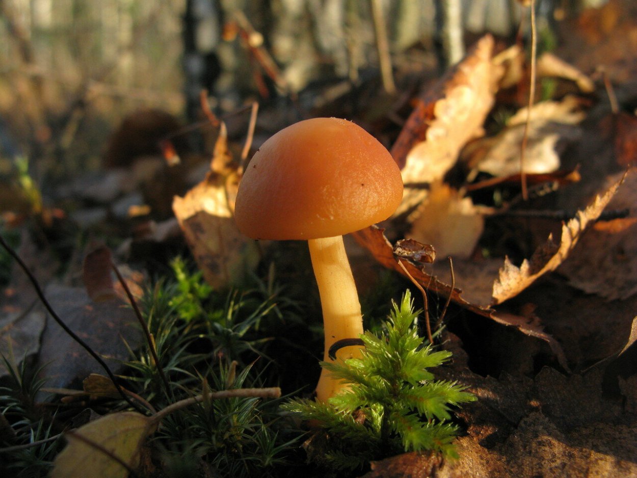 Коллибия лесолюбивая гриб