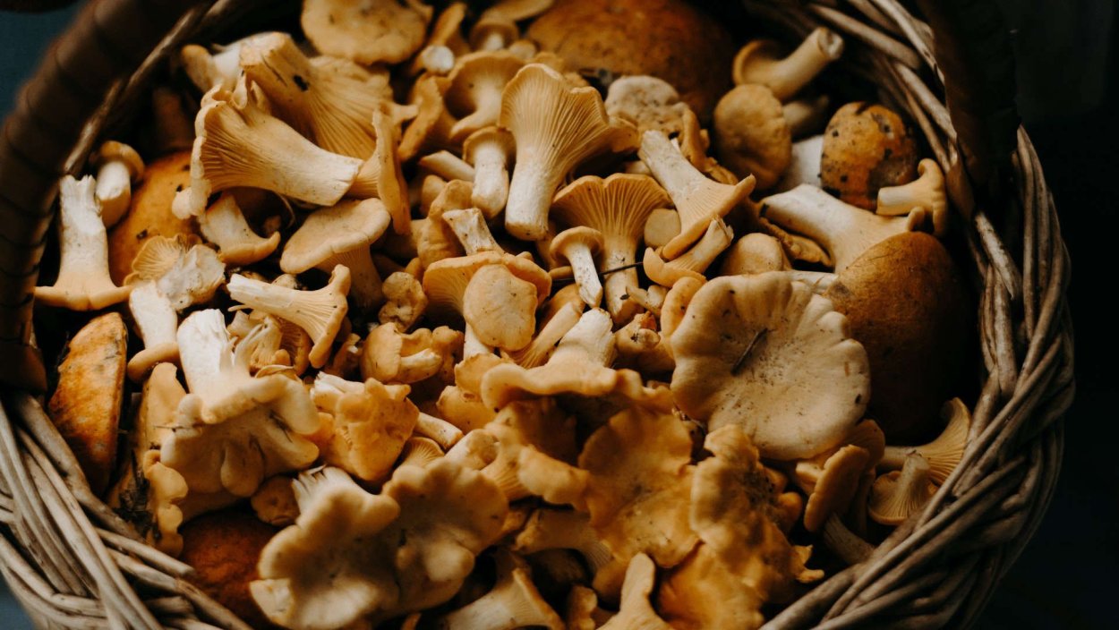 Грибы маленькие раскраска