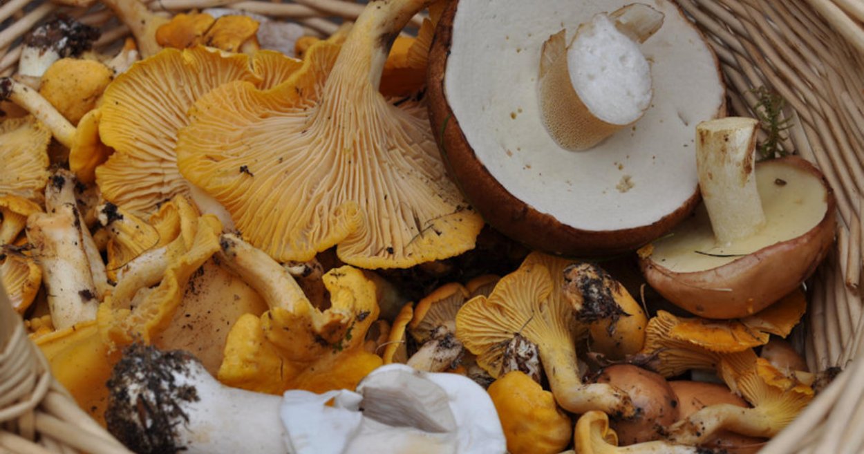 Гриб шампиньон в разрезе