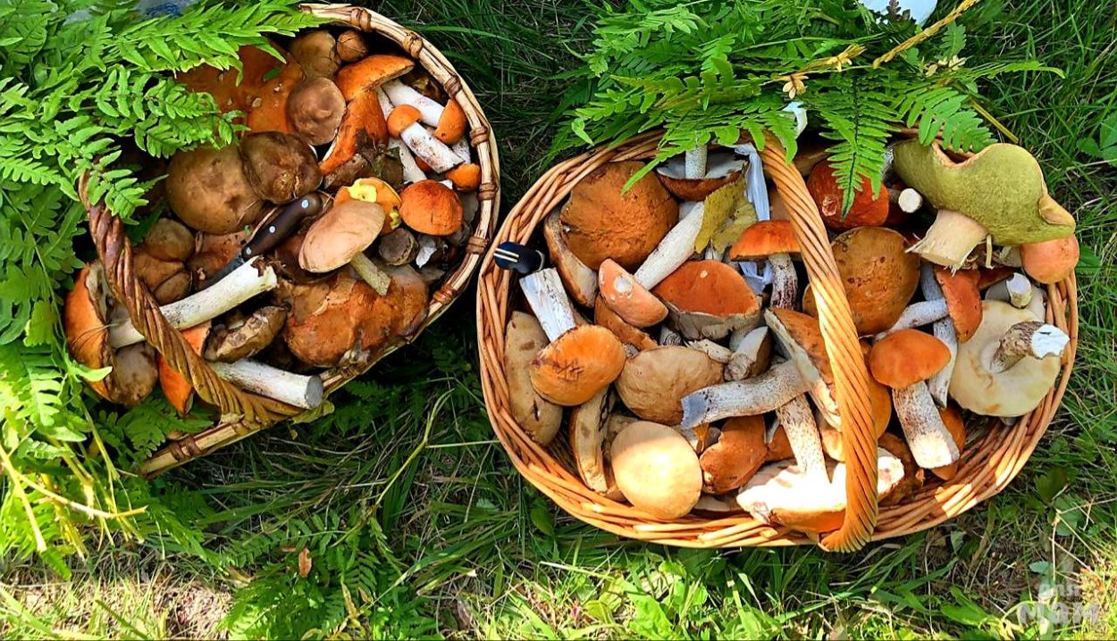 Грибы коллаж съедобные и несъедобные