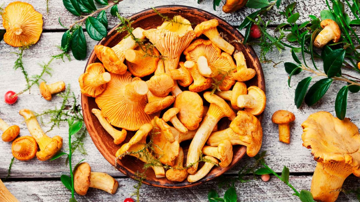 Плакат съедобные и несъедобные грибы для детей